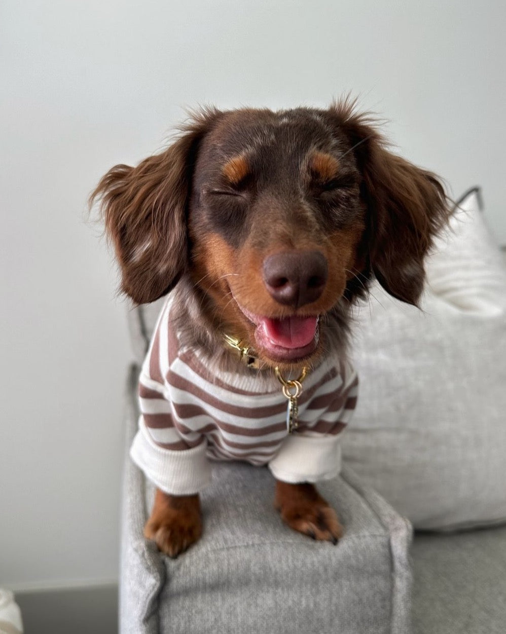 Camden Brown Striped Dog Sweatshirt