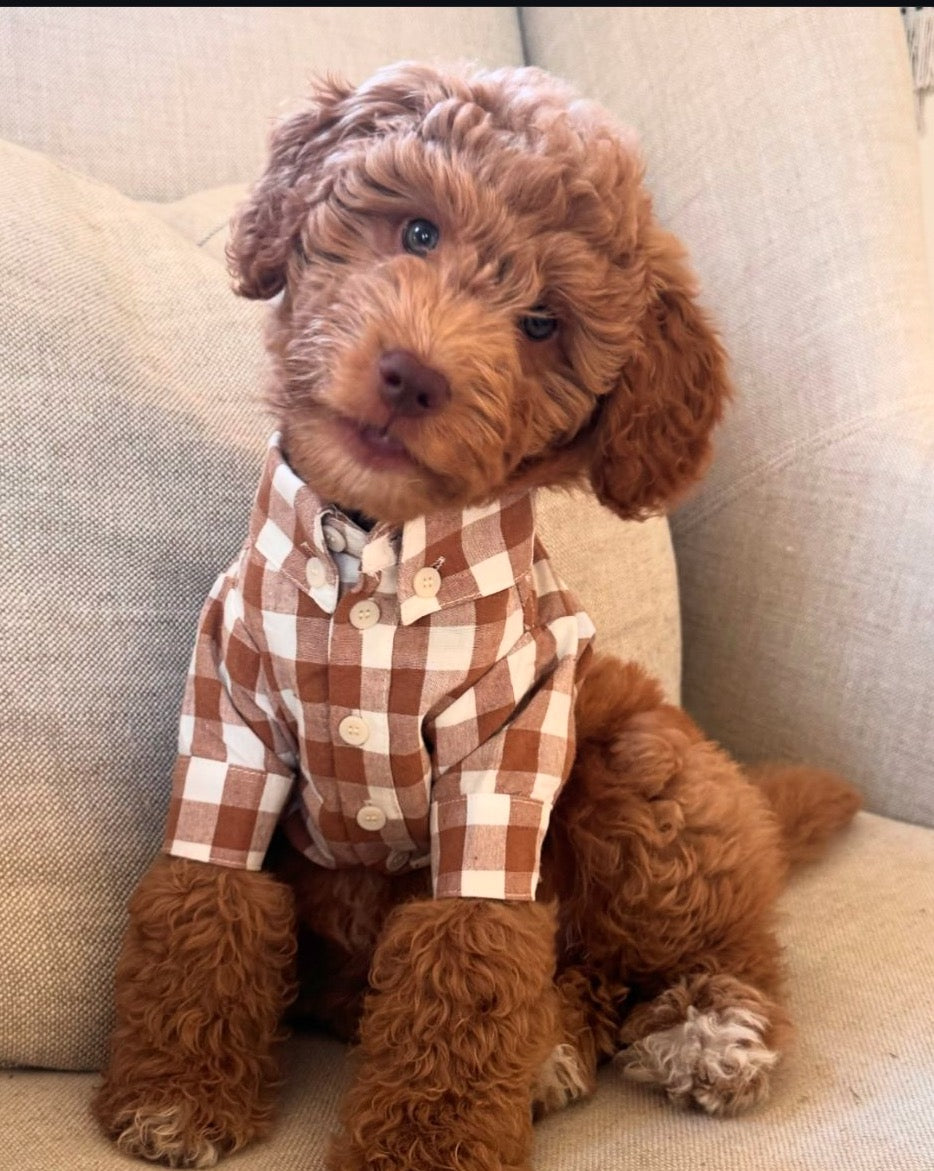 Stylish Sylvan Nutmeg Gingham Dog Shirt for your fashionable pup.