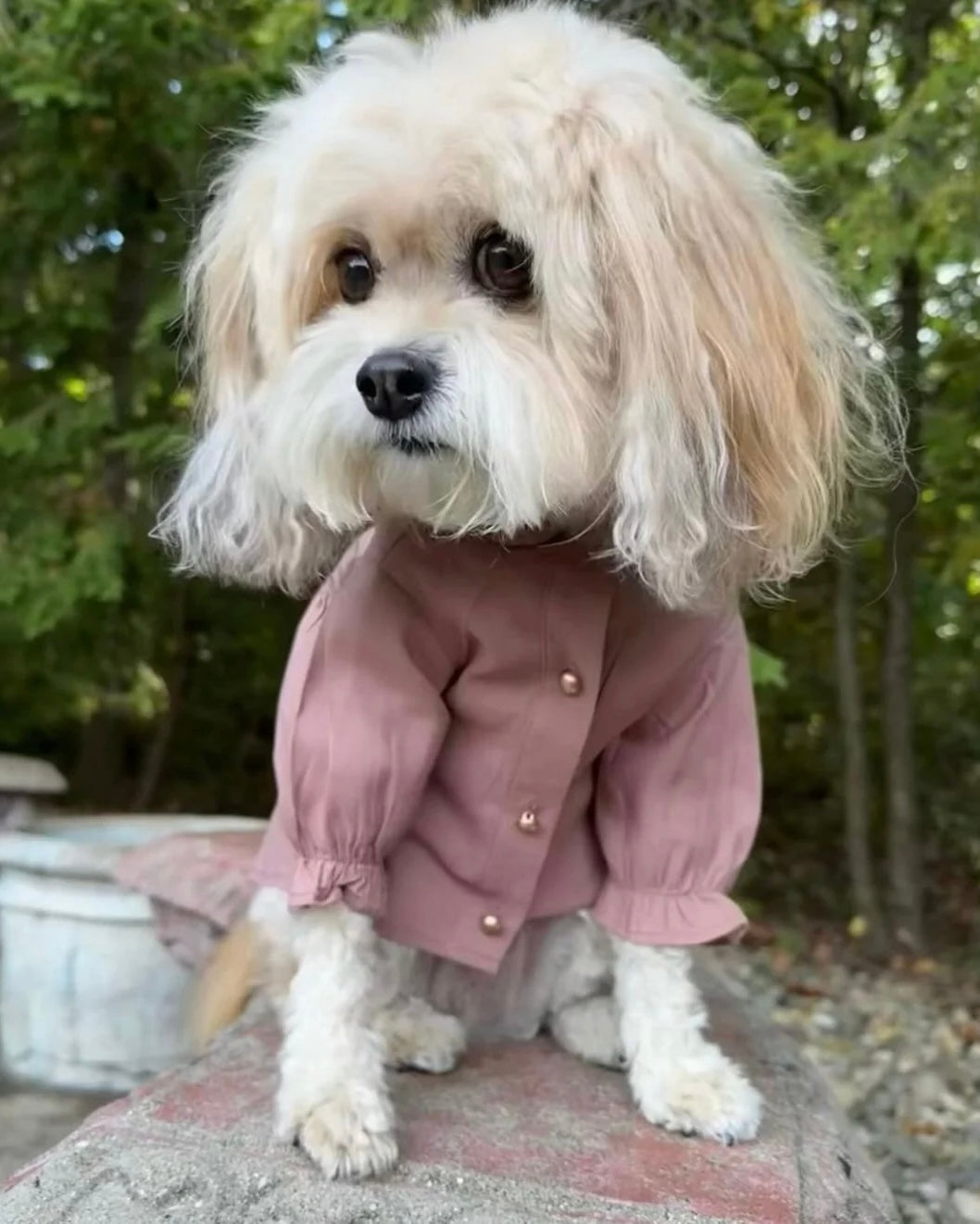 Pink shirt for small breeds