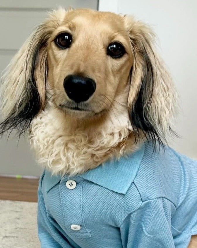Teacher's Pet Baby Blue Dog Polo