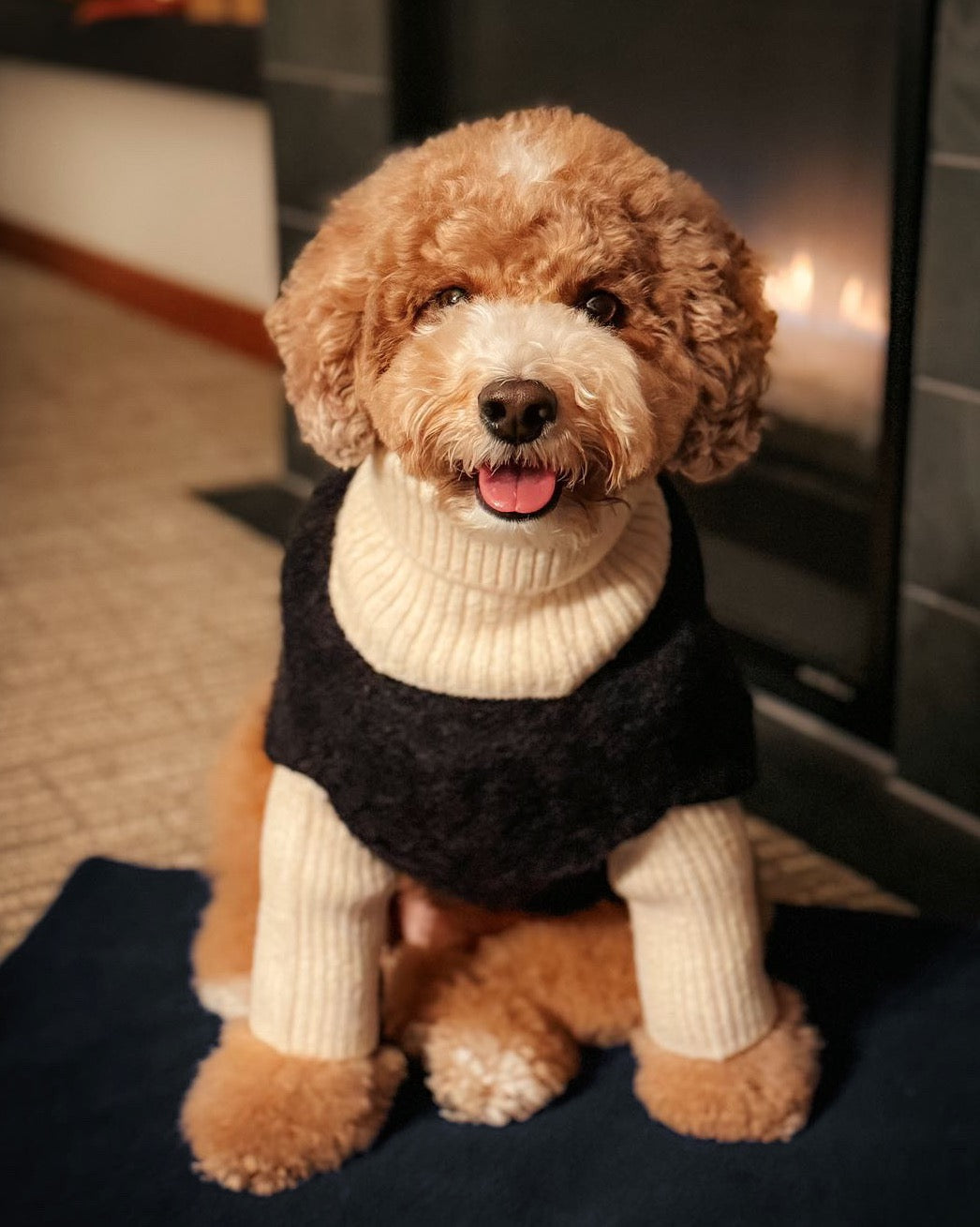 Felix Black + Ivory Dog Sweater