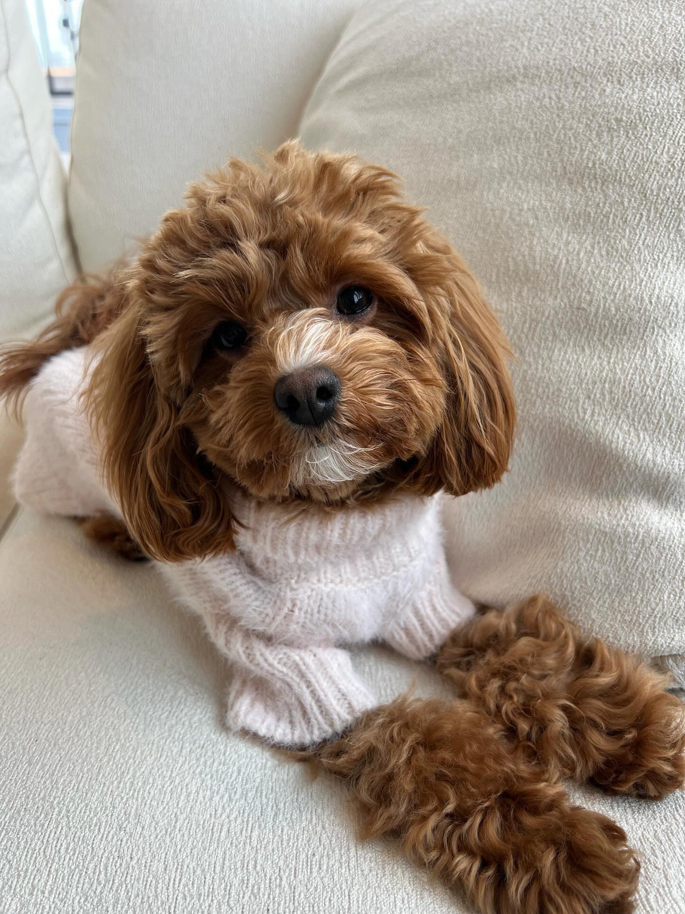 Billie Blush Eyelash Knit Dog Sweater