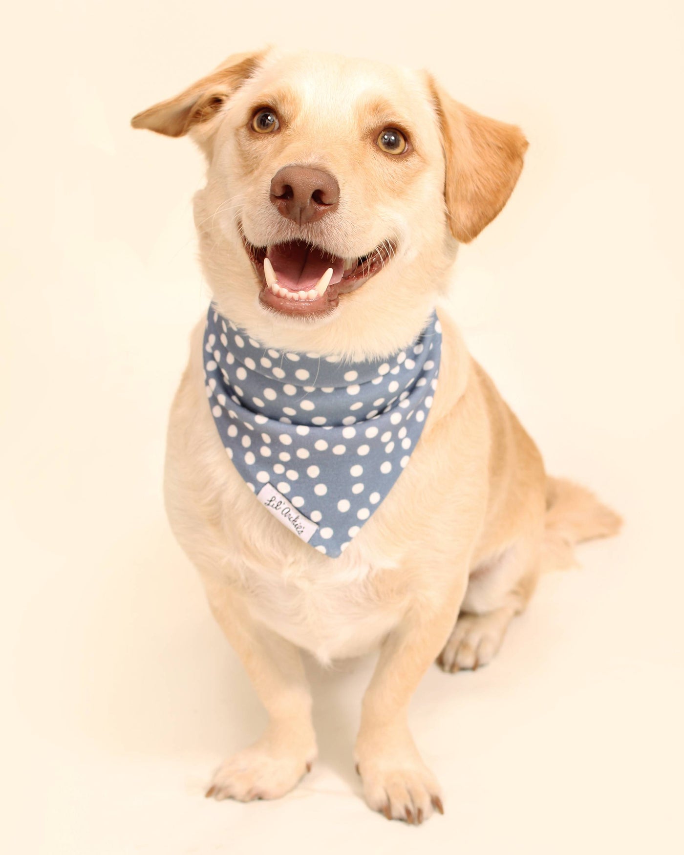 Blue Polka Dot Organic Cotton Bandana for Medium Dogs like Beagles, Cavaliers, and Bulldogs