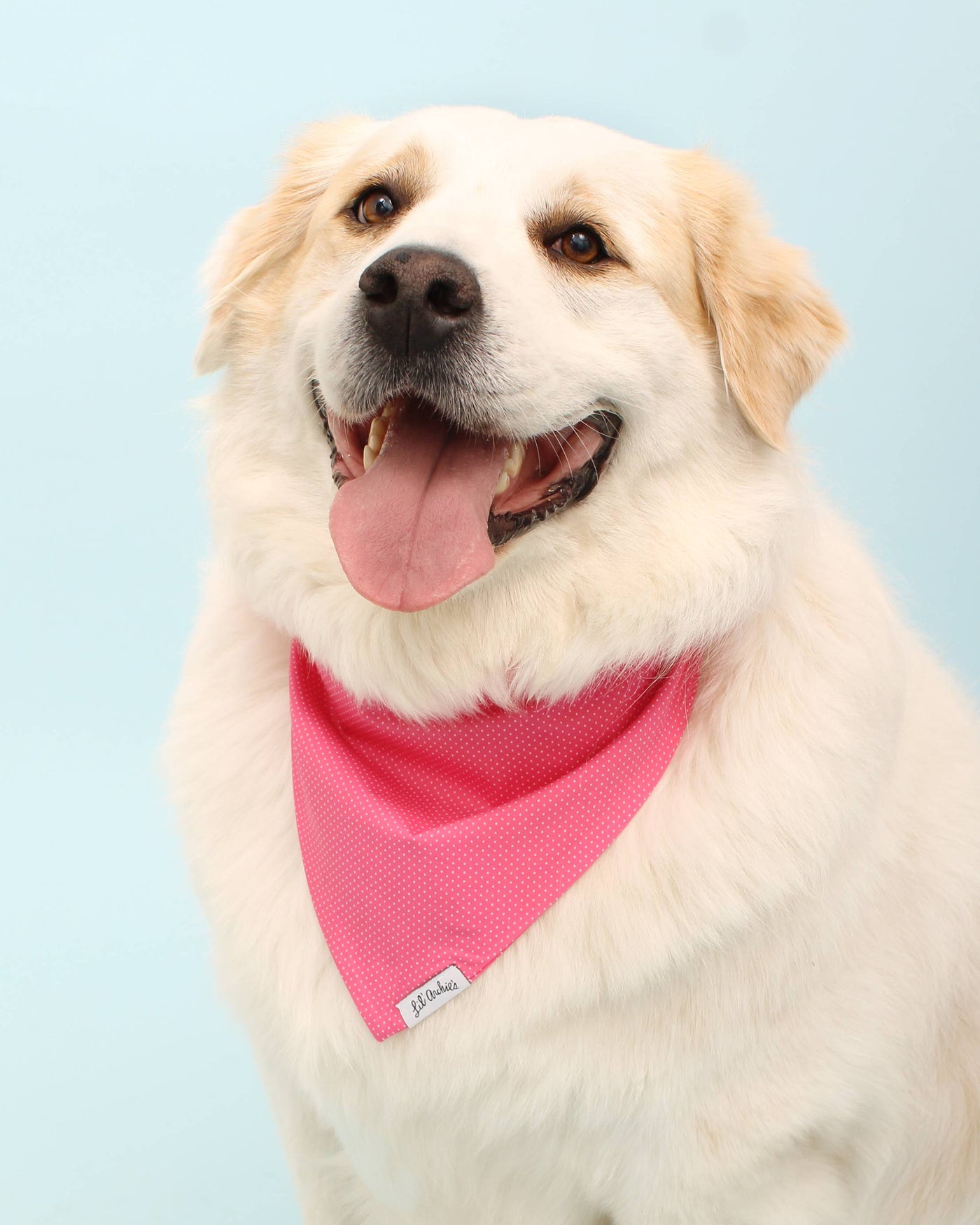 Charming pink and white dotted bandana for dogs, ideal for fashion-forward pups