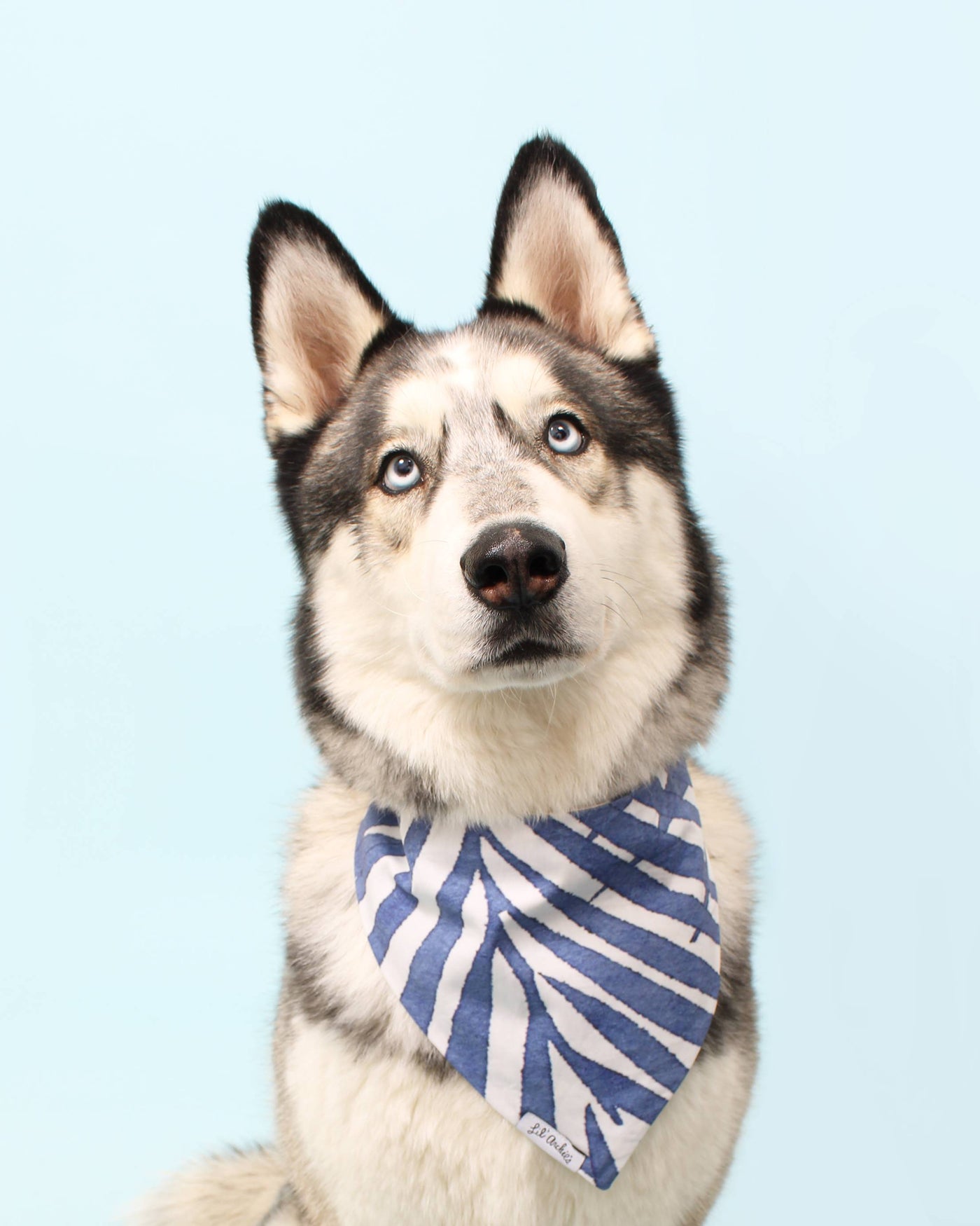 St. Barts Reversible Blue Cotton Bandana for Small Dogs like French Bulldogs, Dachshunds, and Pugs