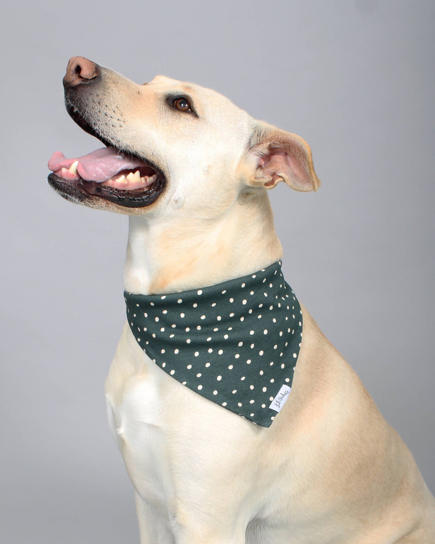 Spotted Pup Green Polka Dot Cotton Bandana for Dogs like Beagles, Poodles, and Bulldogs