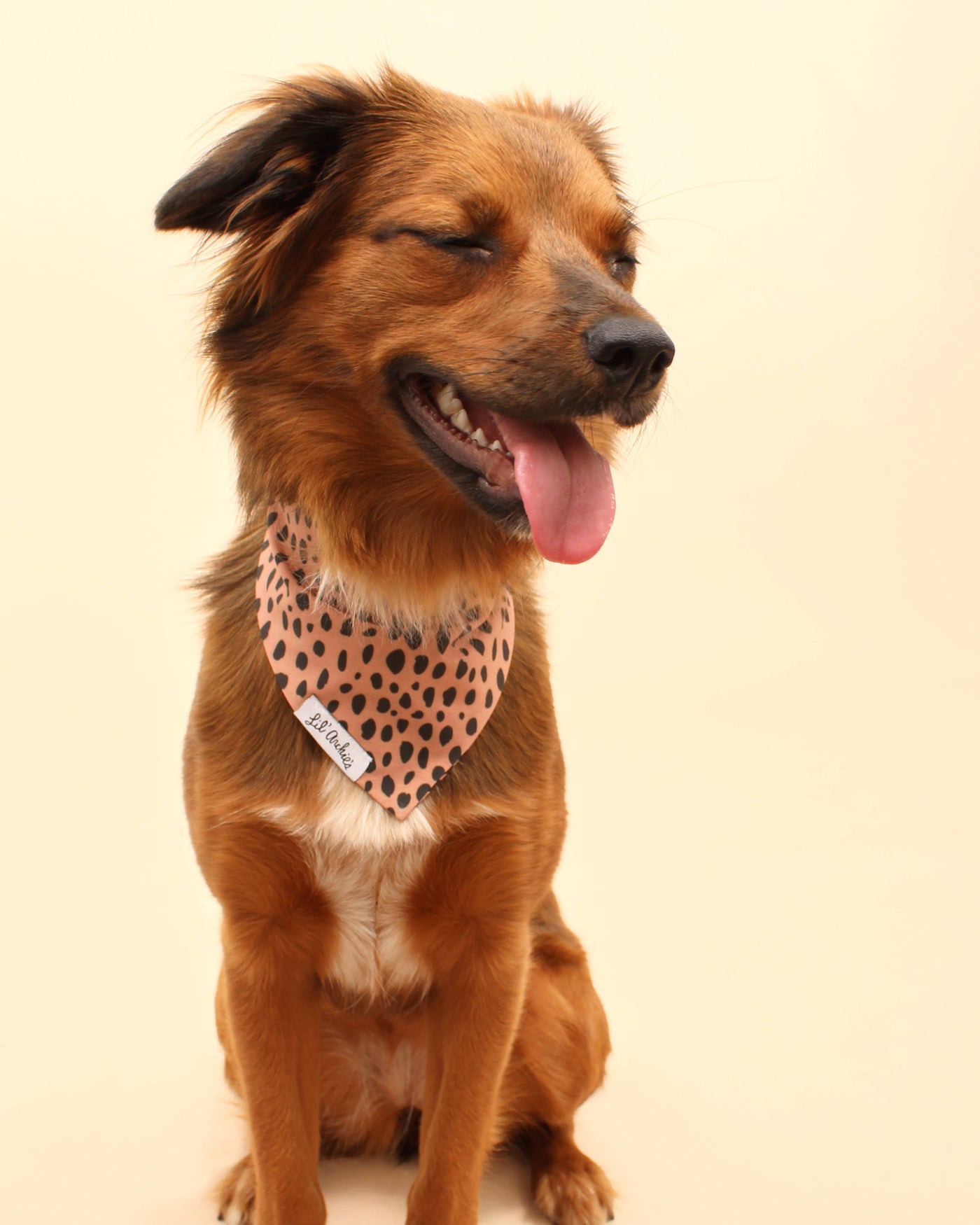 Spotted Cheetah Bandana for Dogs like Shih Tzus, French Bulldogs, and Cavalier King Charles Spaniels