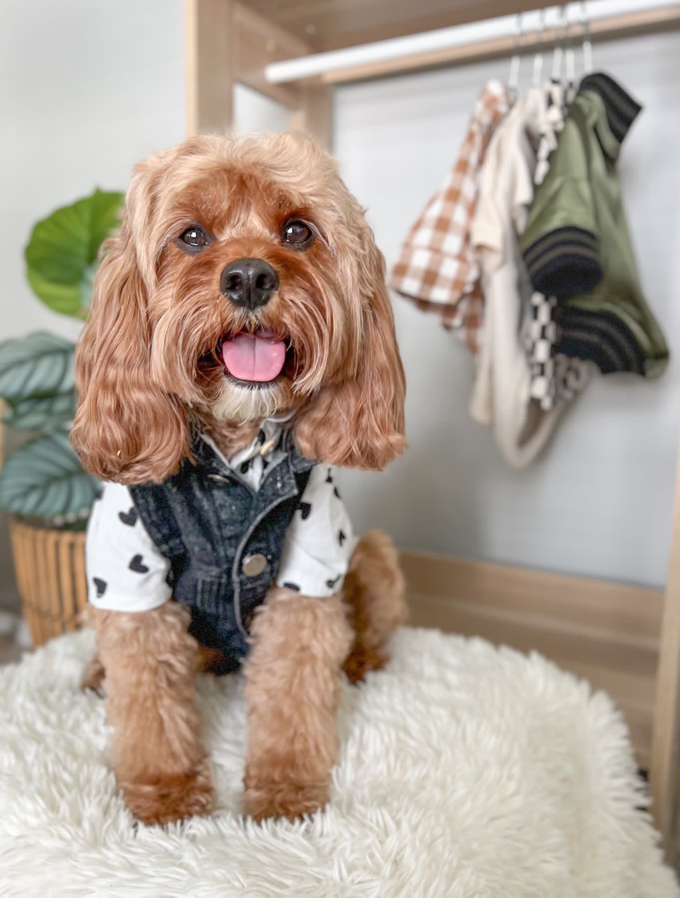 black denim dog vest with black hood for pugs