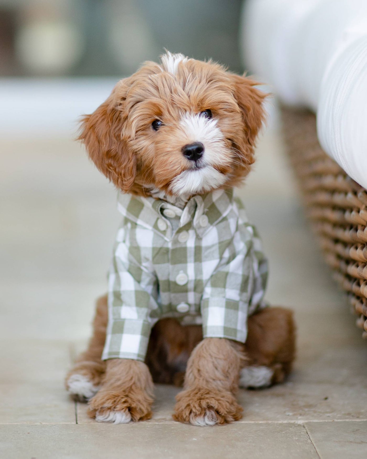 Sylvan Moss Gingham Dog Shirt