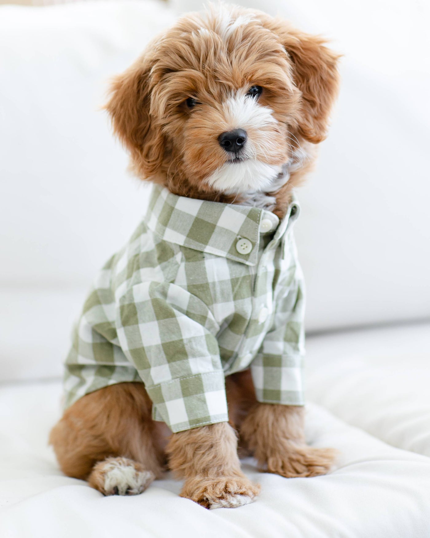 Sylvan Moss Gingham Dog Shirt