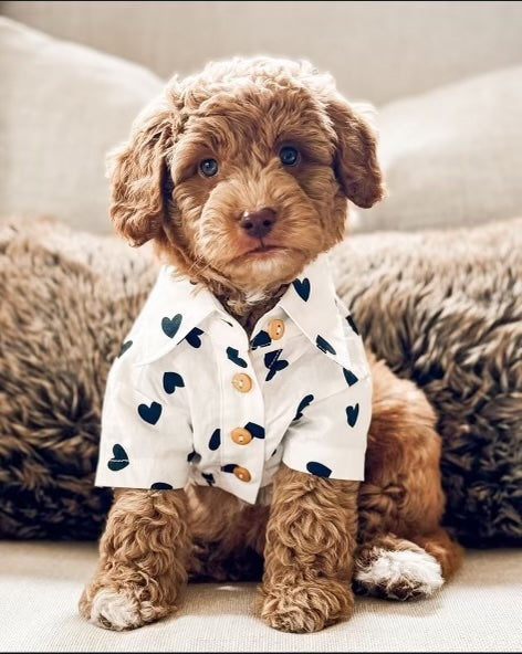 Puppy Love Heart Print Dog Shirt for poodles