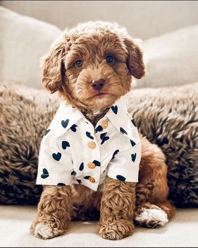 Puppy Love Heart Print Dog Shirt for poodles