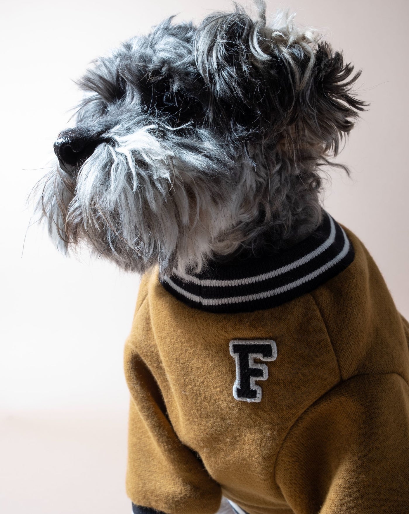 Cozy brown dog sweater with varsity letter design, ideal for small to medium breeds like Cocker Spaniels