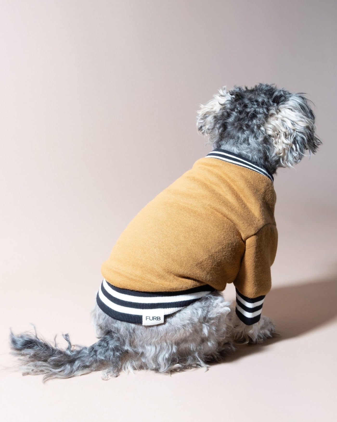 Trendy brown sweatshirt for pups like Cavalier King Charles Spaniels and French Bulldogs