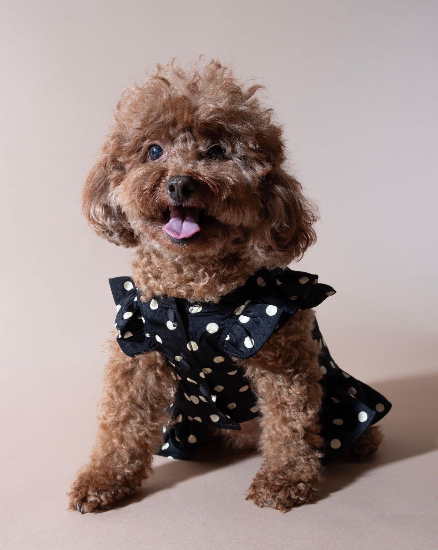 Gigi Black + Ivory Polka Dot Dress for dogs, perfect for elegant events.