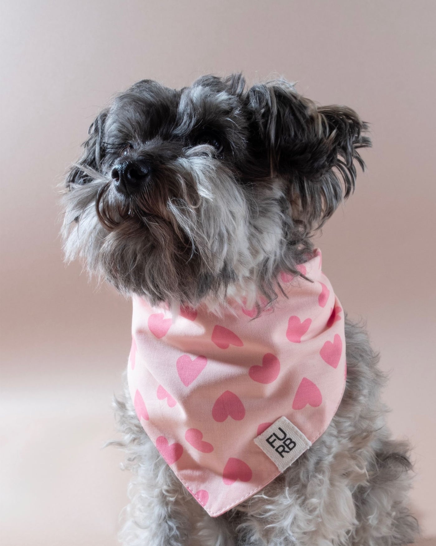 Cute pink heart print dog bandana for small to medium dogs like Chihuahuas and Beagles