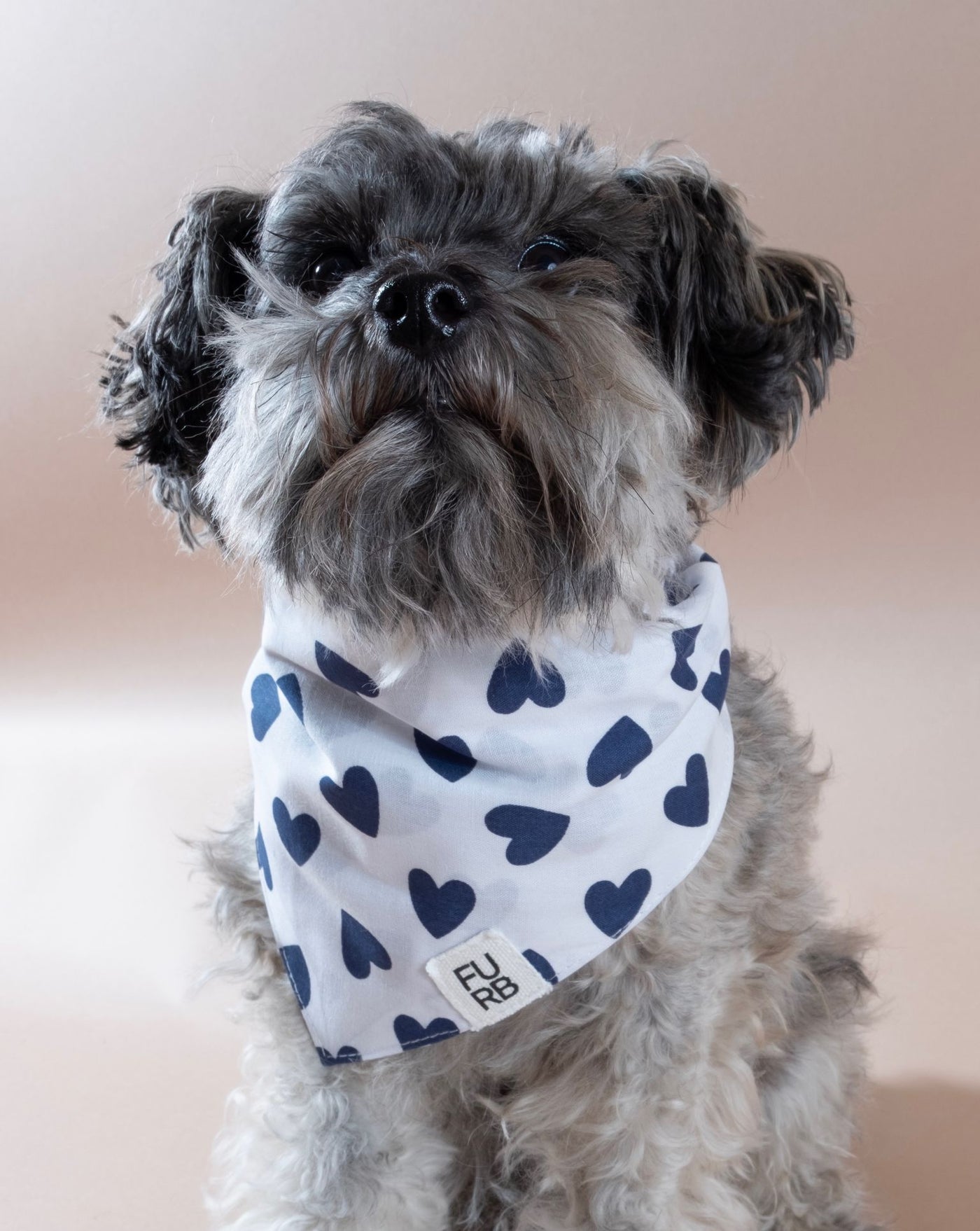 Sweet blue heart print dog bandana, perfect for small dogs like French Bulldogs and Pugs