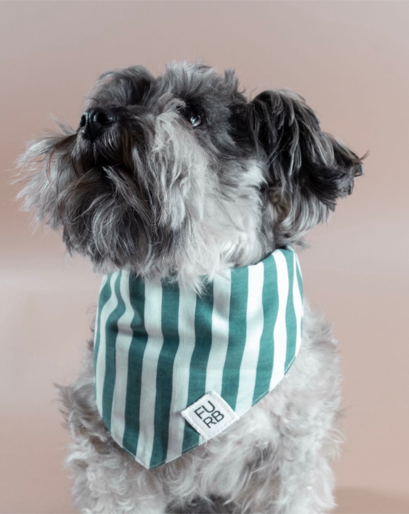 Fresh green striped dog bandana for active pups like Pugs and Dachshunds