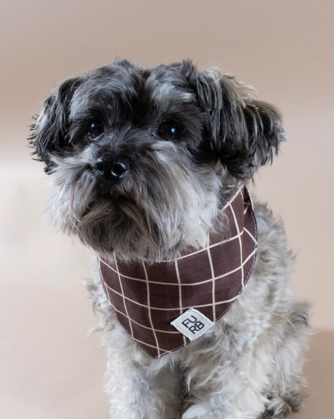 Brown windowpane patterned dog bandana for stylish pups like French Bulldogs and Dachshunds