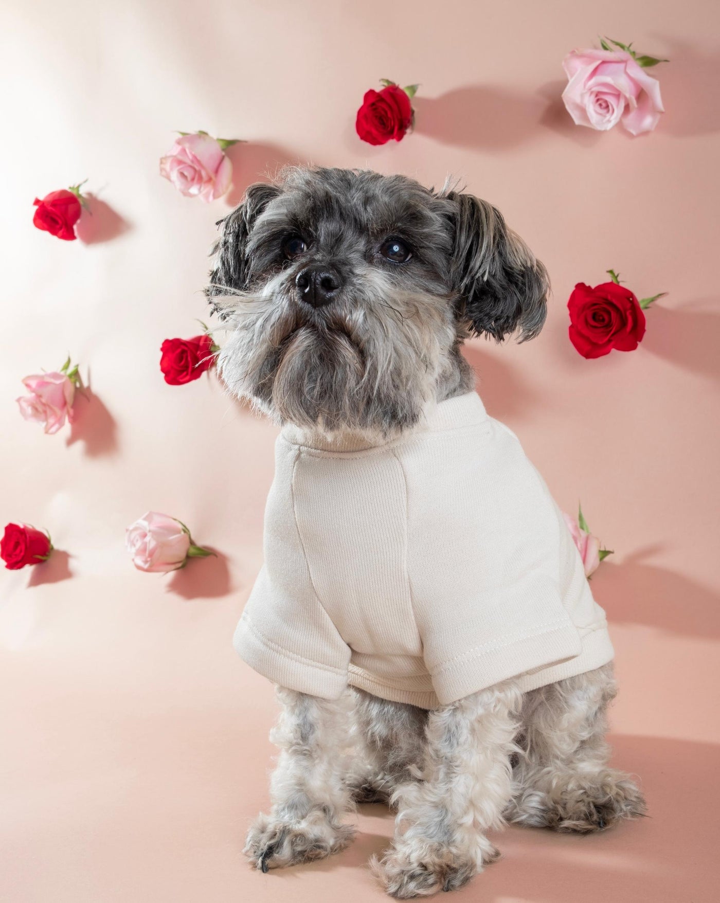 Fur Babe Dog Sweatshirt, stylish and comfortable for everyday wear.