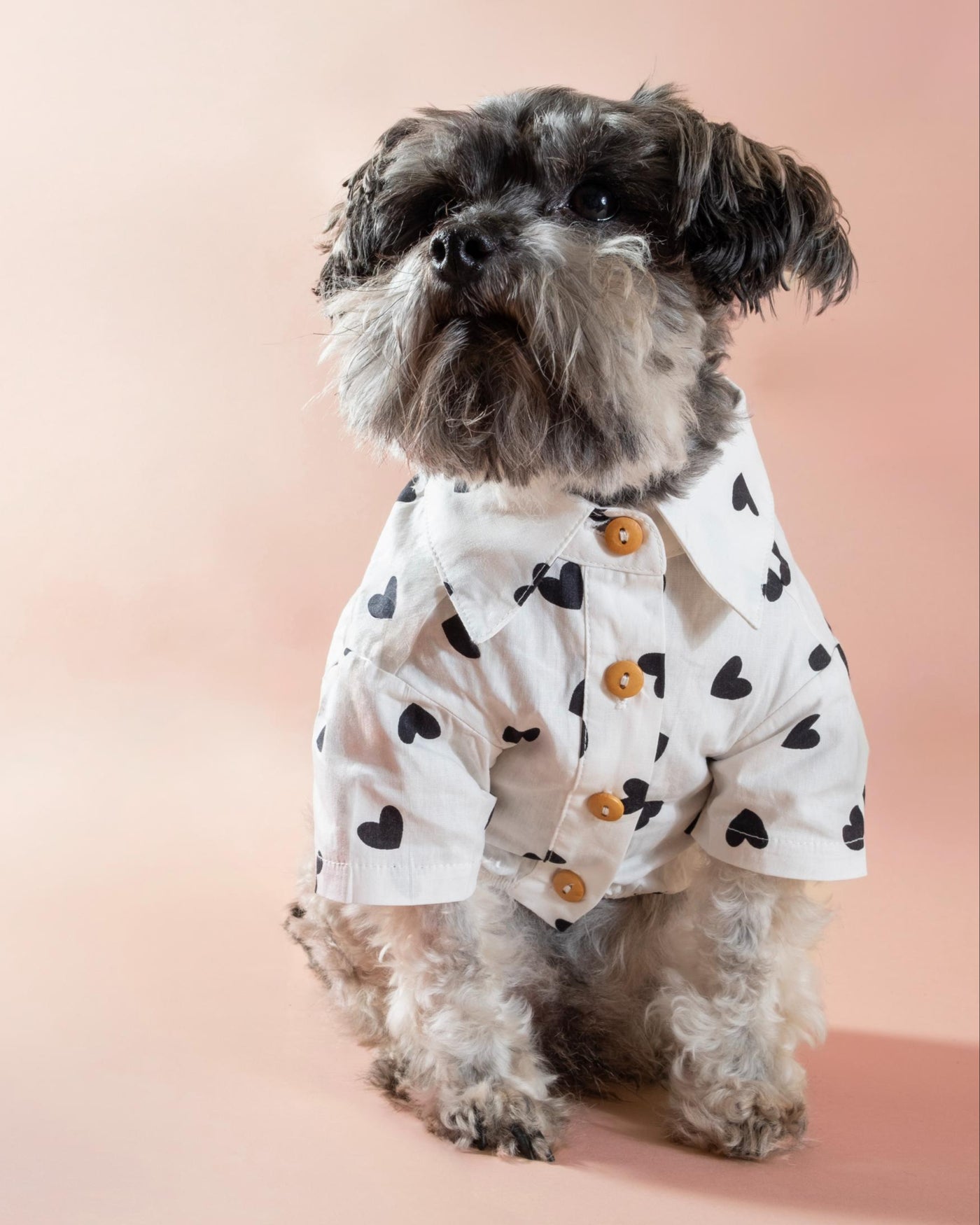 valentine's dog shirt