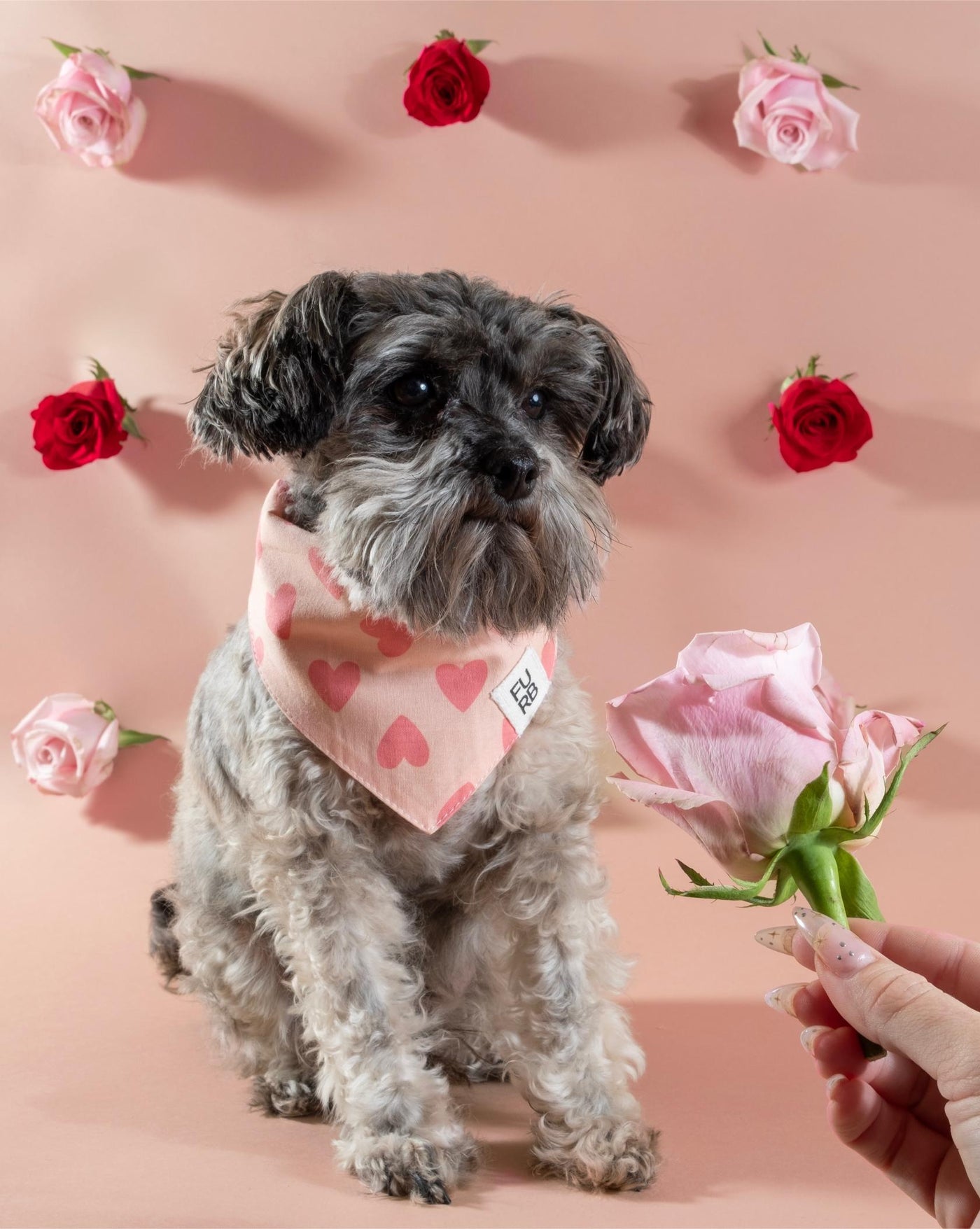 Sweet pink heart print bandana, perfect for small to medium dogs like French Bulldogs and Pomeranians