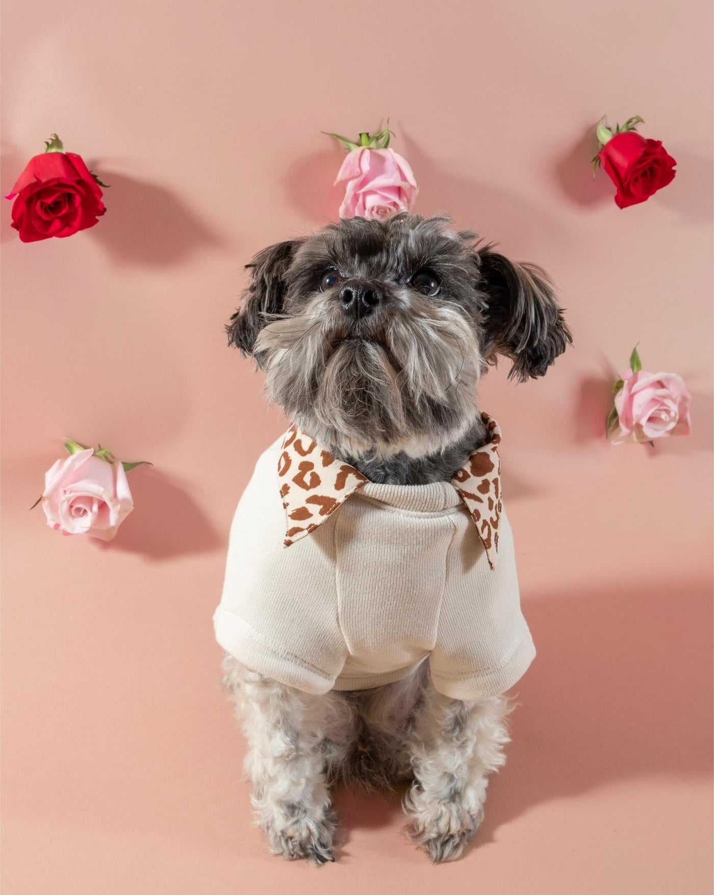 Lil’ Lover dog sweatshirt, cozy and fashionable for your dog.