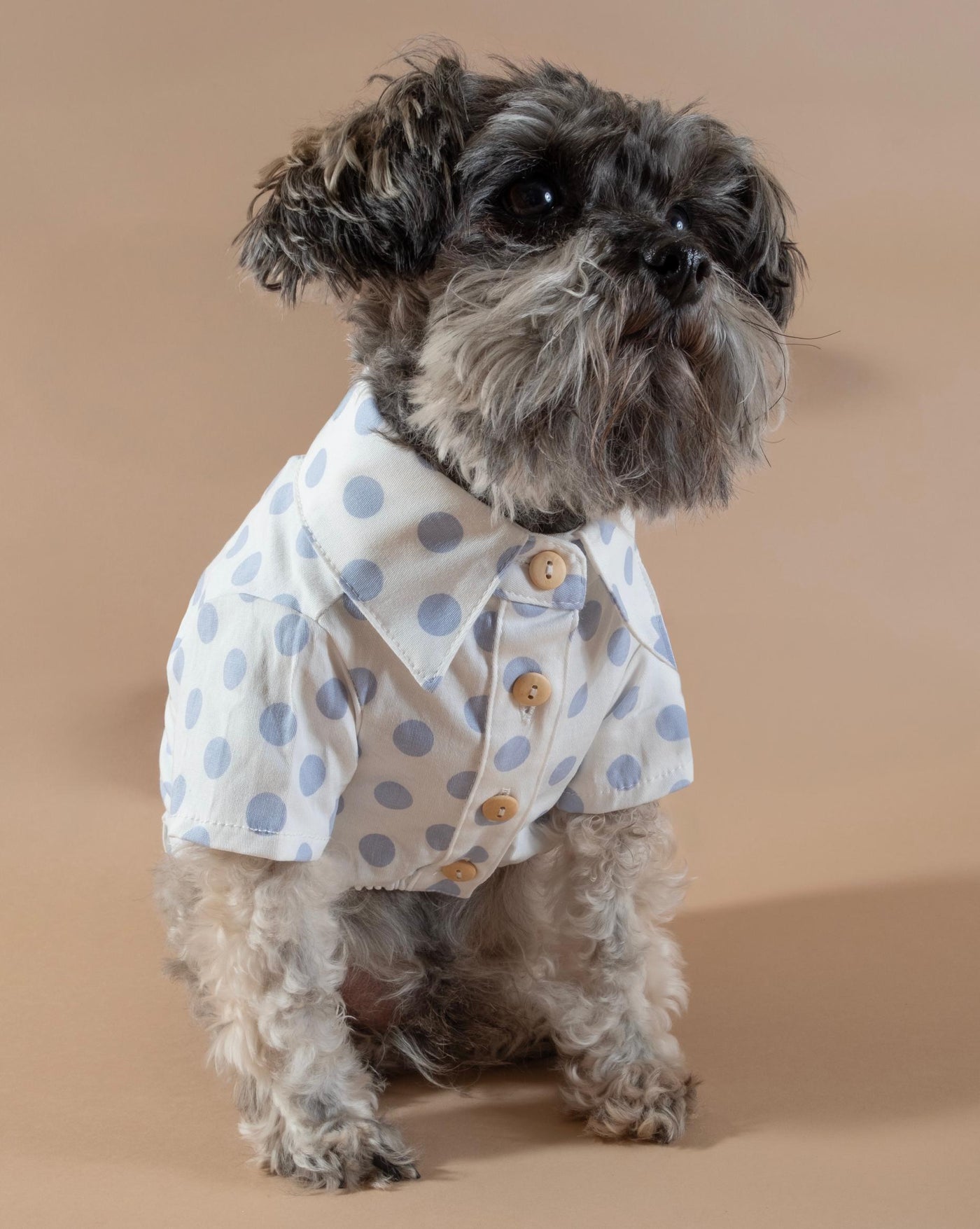 blue polka dot dog shirt for small dogs