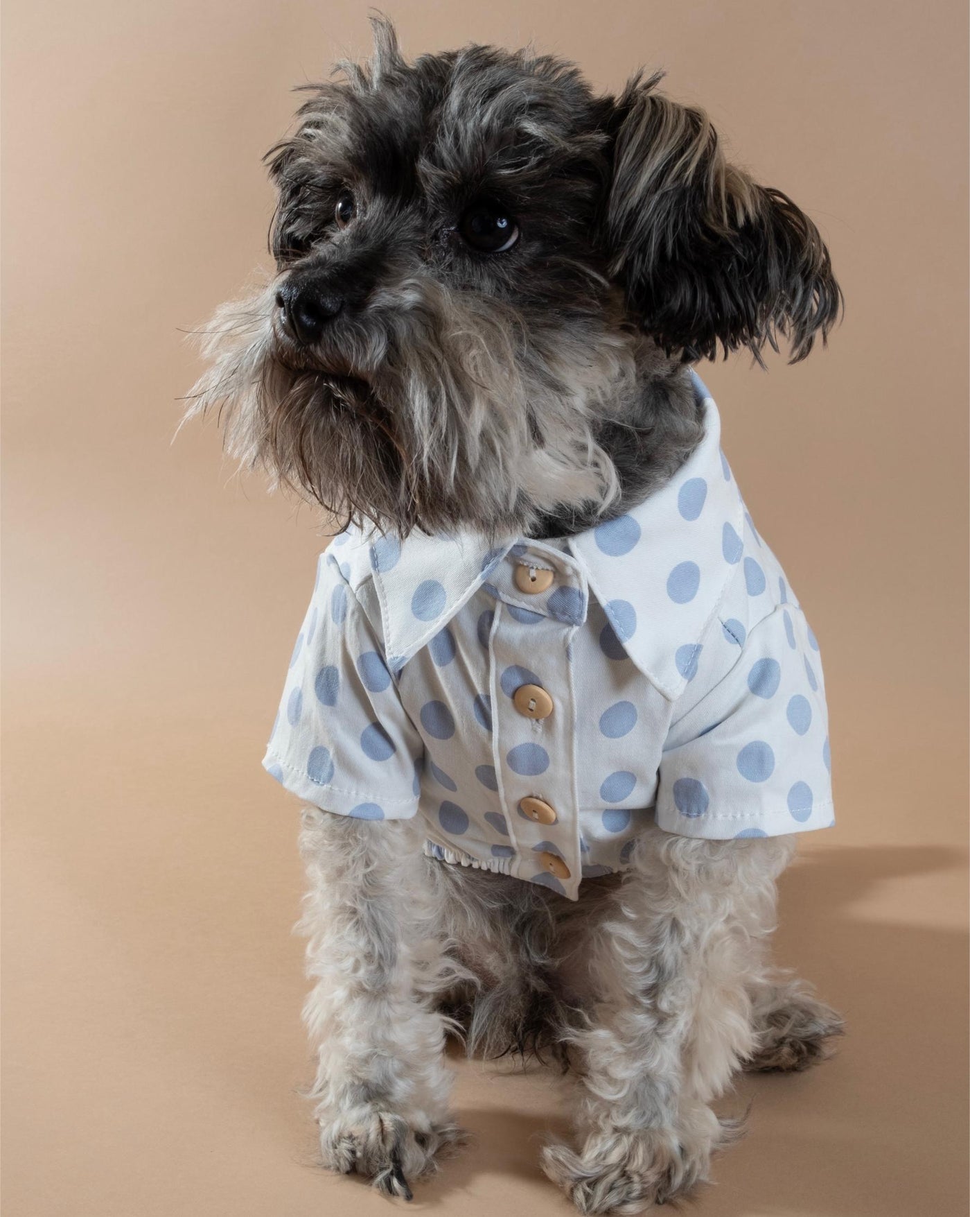 blue polka dot dog shirt for summer