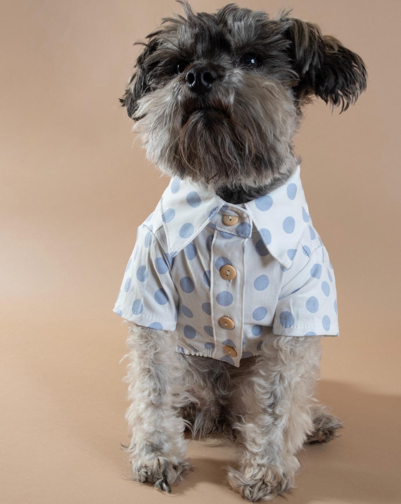 Cleo Baby Blue Polka Dot Dog Shirt