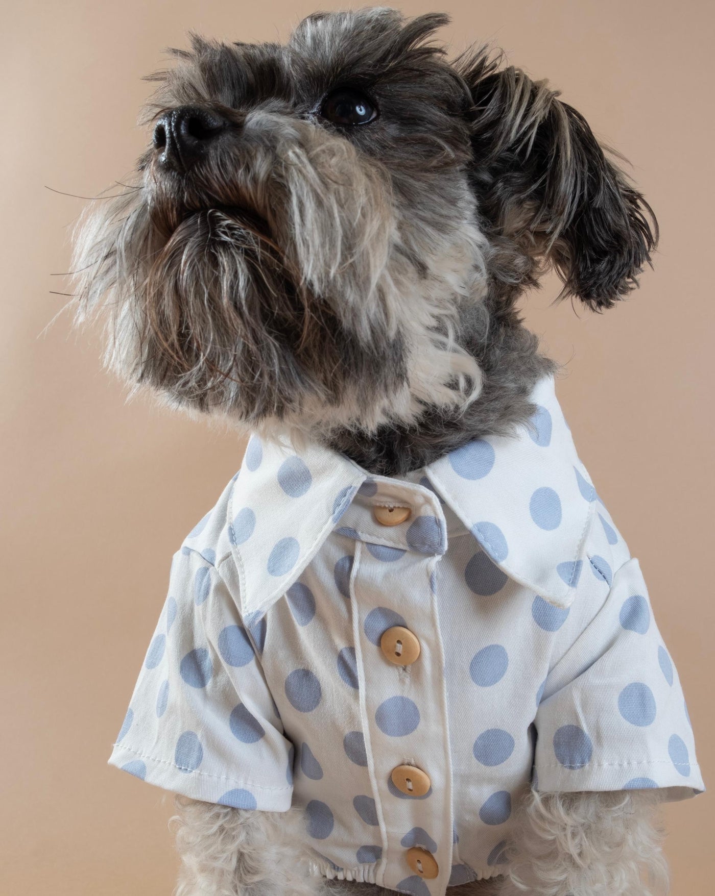 blue polka dot dog shirt for chihuahuas