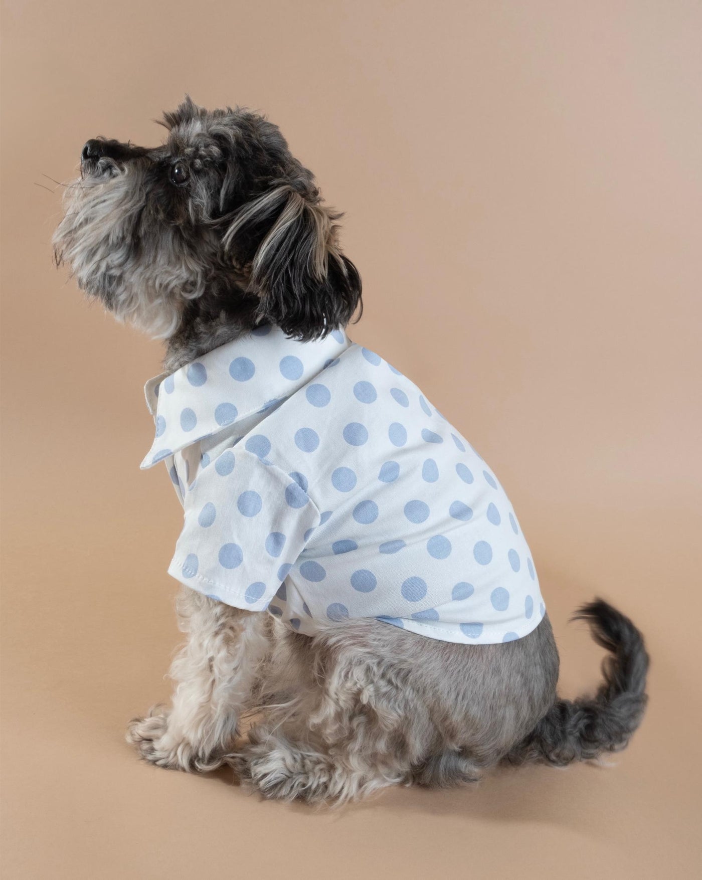 blue polka dot dog shirt for medium dogs