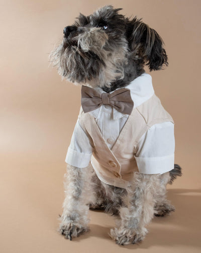 French Bulldog wearing a stylish white dog tuxedo for weddings and formal events.