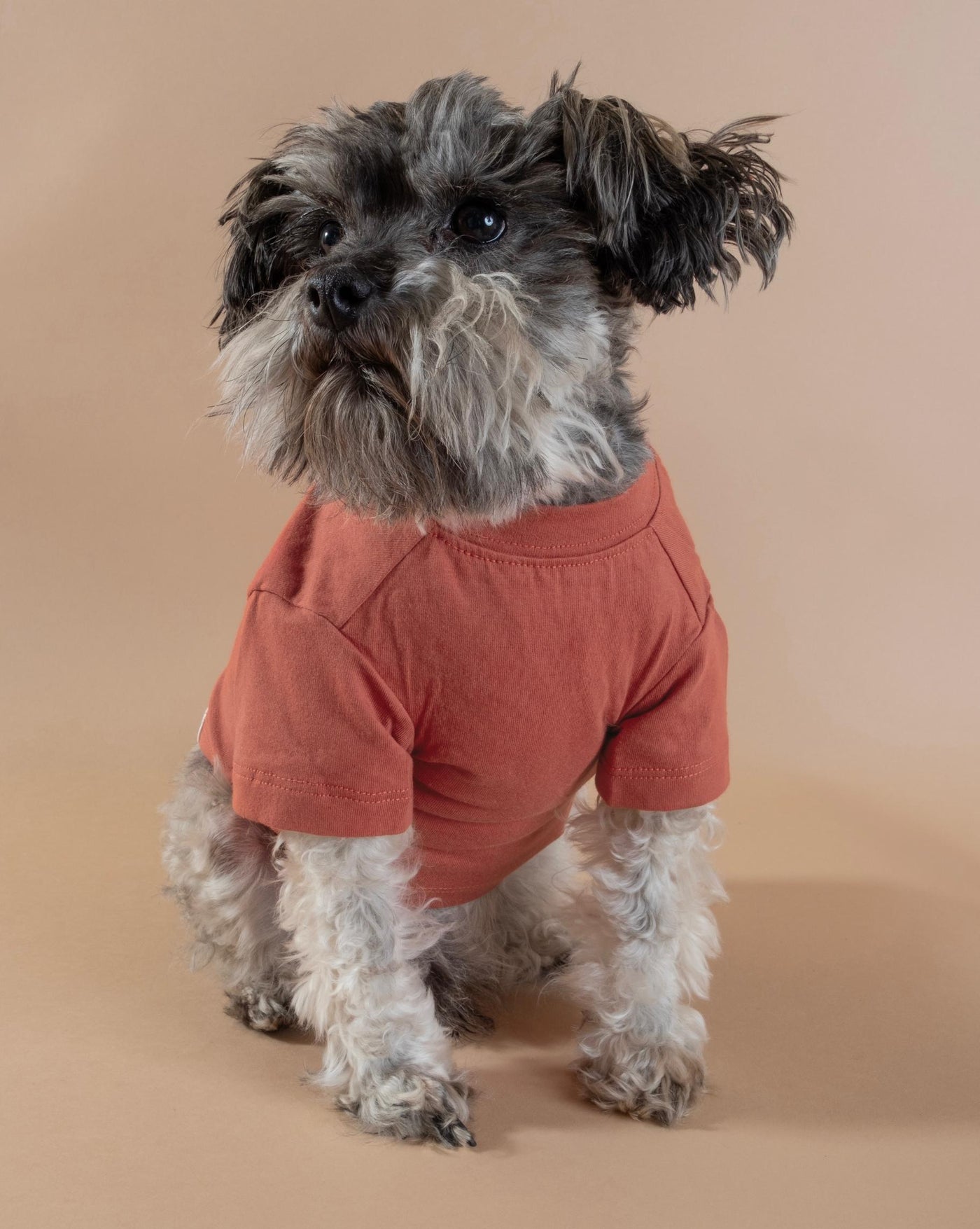 Trendy cayenne red dog t-shirt, offering a relaxed fit and perfect for your pup’s casual day out.