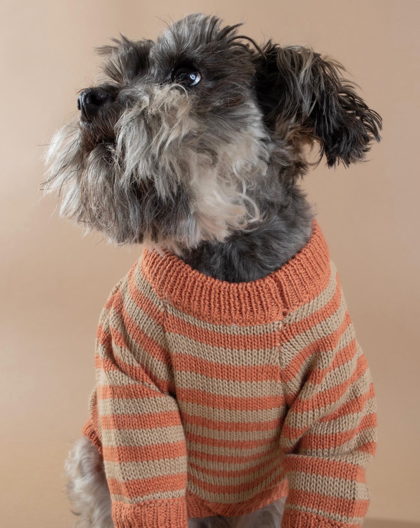 Like A Bandit Orange Striped Dog Sweater, perfect for pups who love stylish, comfortable outfits.