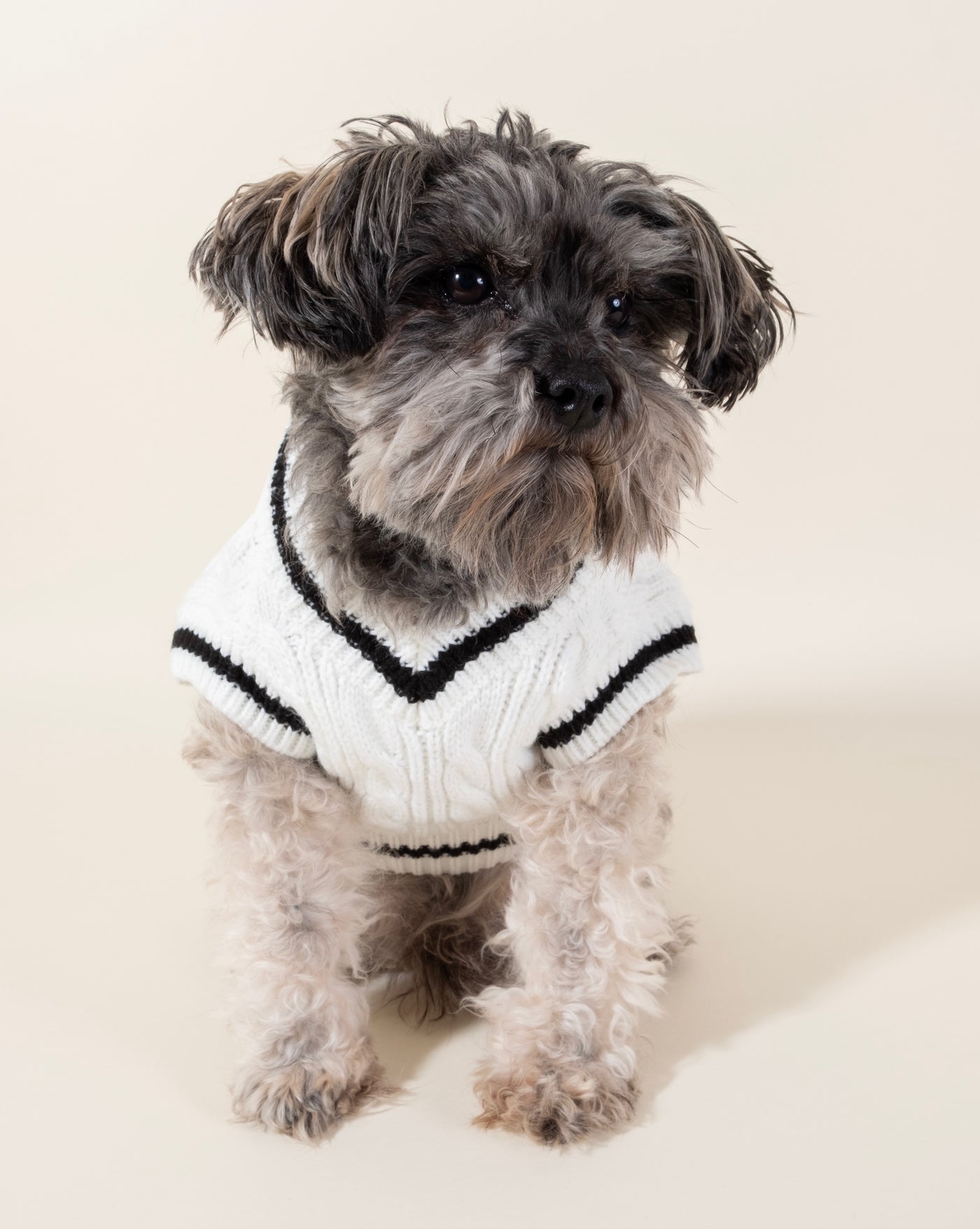 Timeless ivory cable knit dog sweater vest, perfect for small and medium-sized dogs seeking comfort and style.