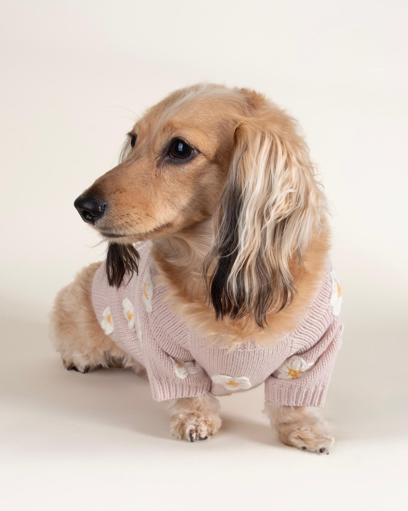 Sweet pink daisy sweater for small and medium-sized dogs, a soft and stylish way to keep your pup cozy.