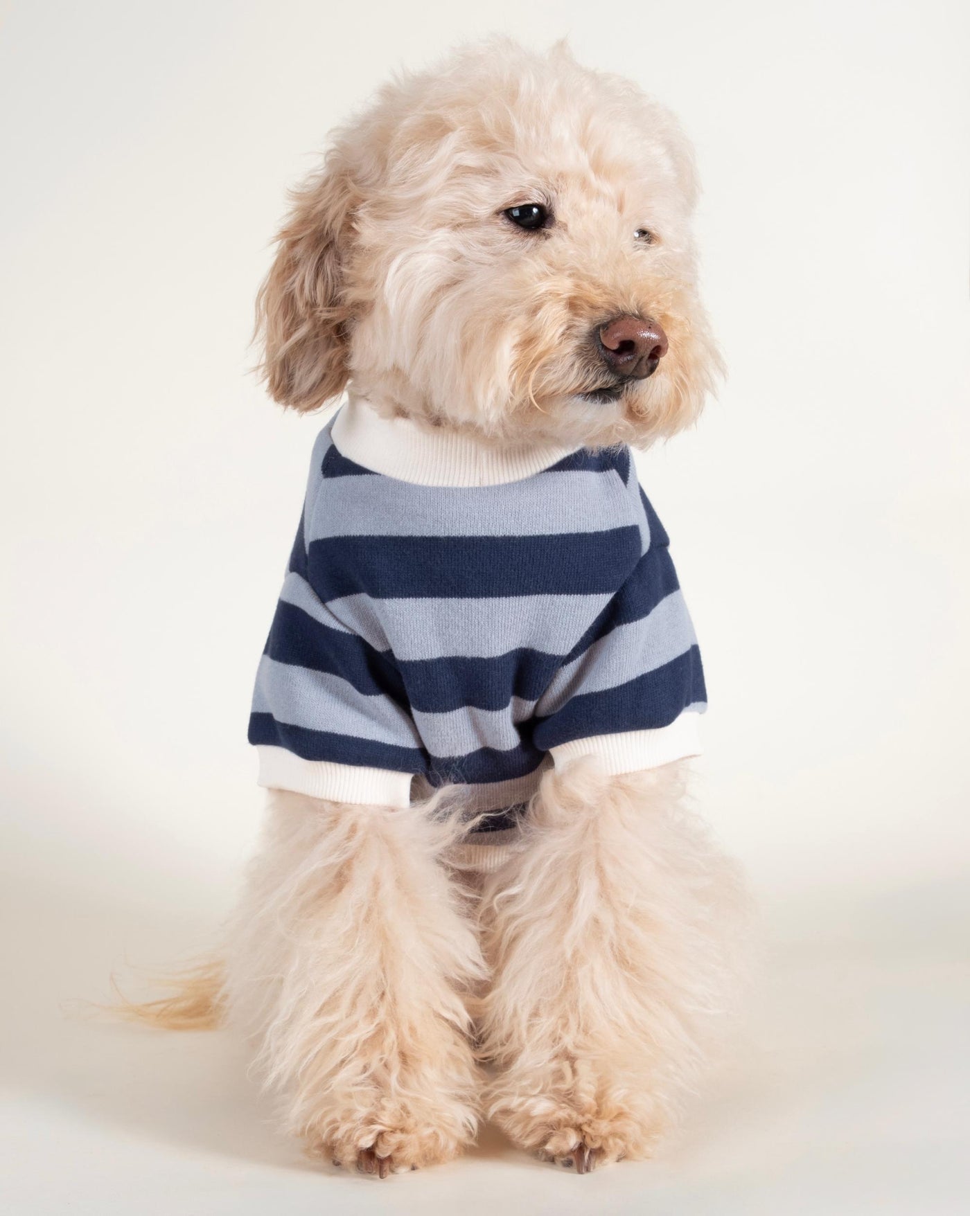 Stylish Blue Striped Dog Sweatshirt for Medium Breeds like Beagles, Schnauzers, and Bulldogs