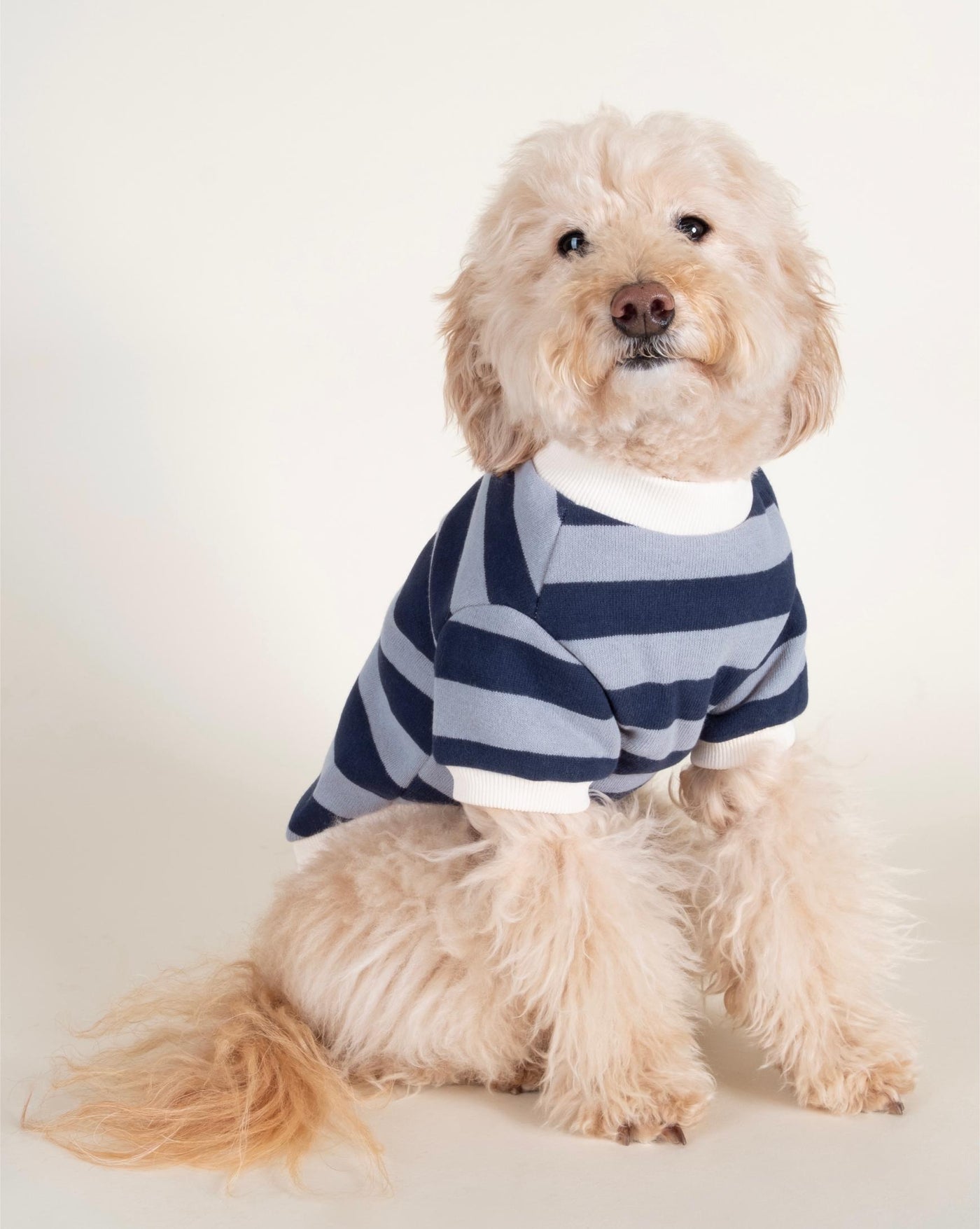 Cooper Blue Striped Sweatshirt for Small Dogs like French Bulldogs, Chihuahuas, and Schnauzers