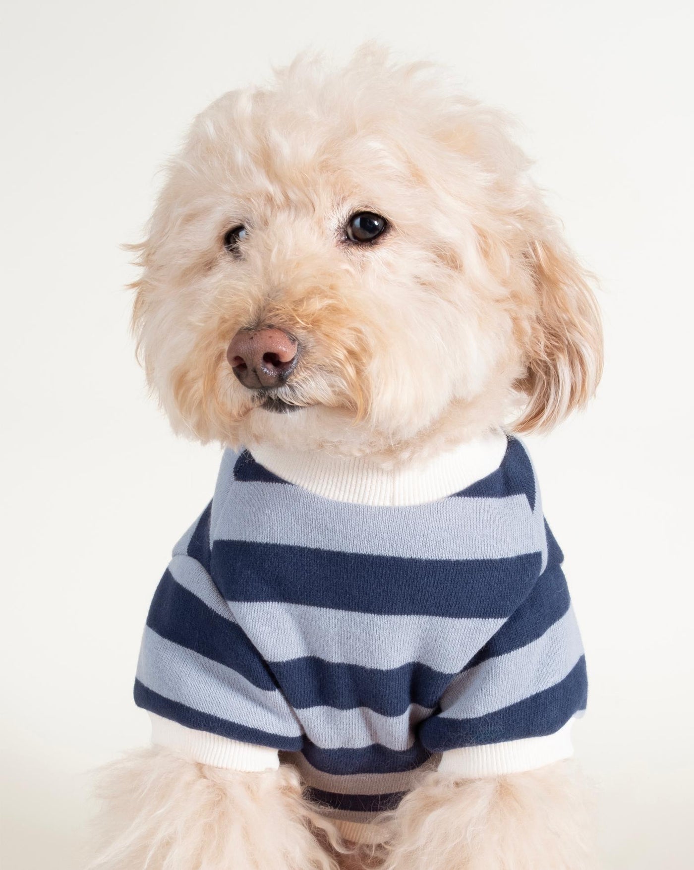 Comfortable Blue Striped Dog Sweatshirt for Small Breeds like Yorkies, Shih Tzus, and French Bulldogs