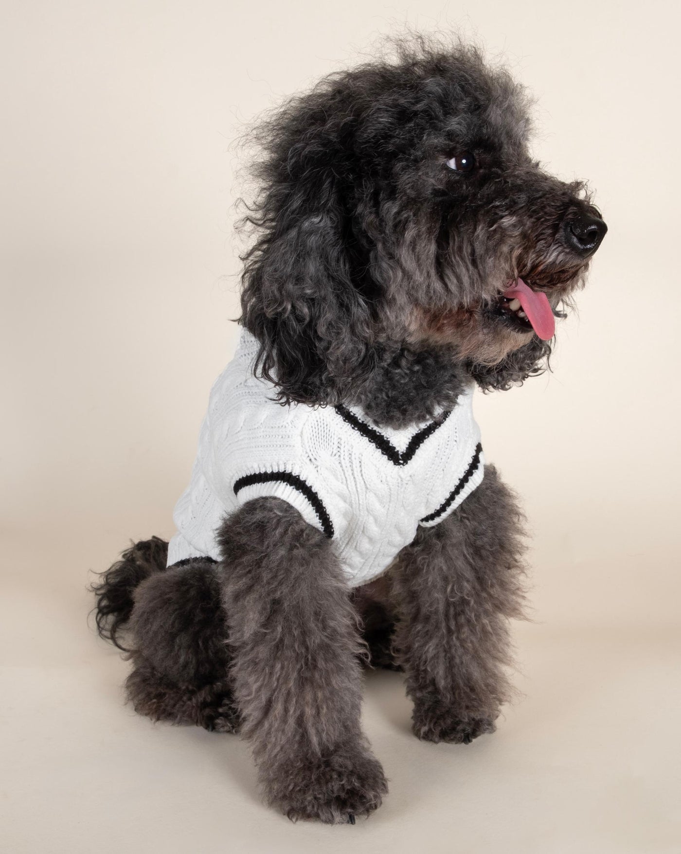 Classic ivory cable knit sweater vest, designed for small to medium-sized dogs, perfect for stylish layering.