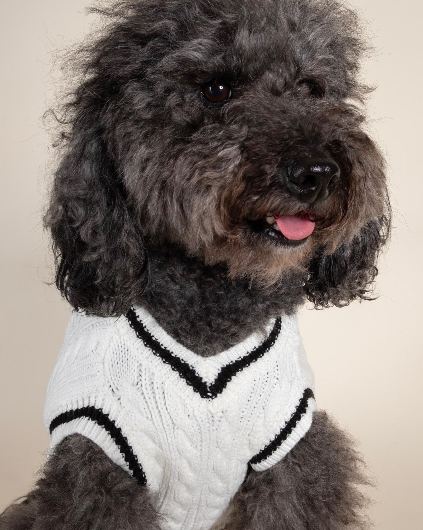 Sophisticated ivory cable knit sweater vest, designed for small to medium dogs who love style and warmth.