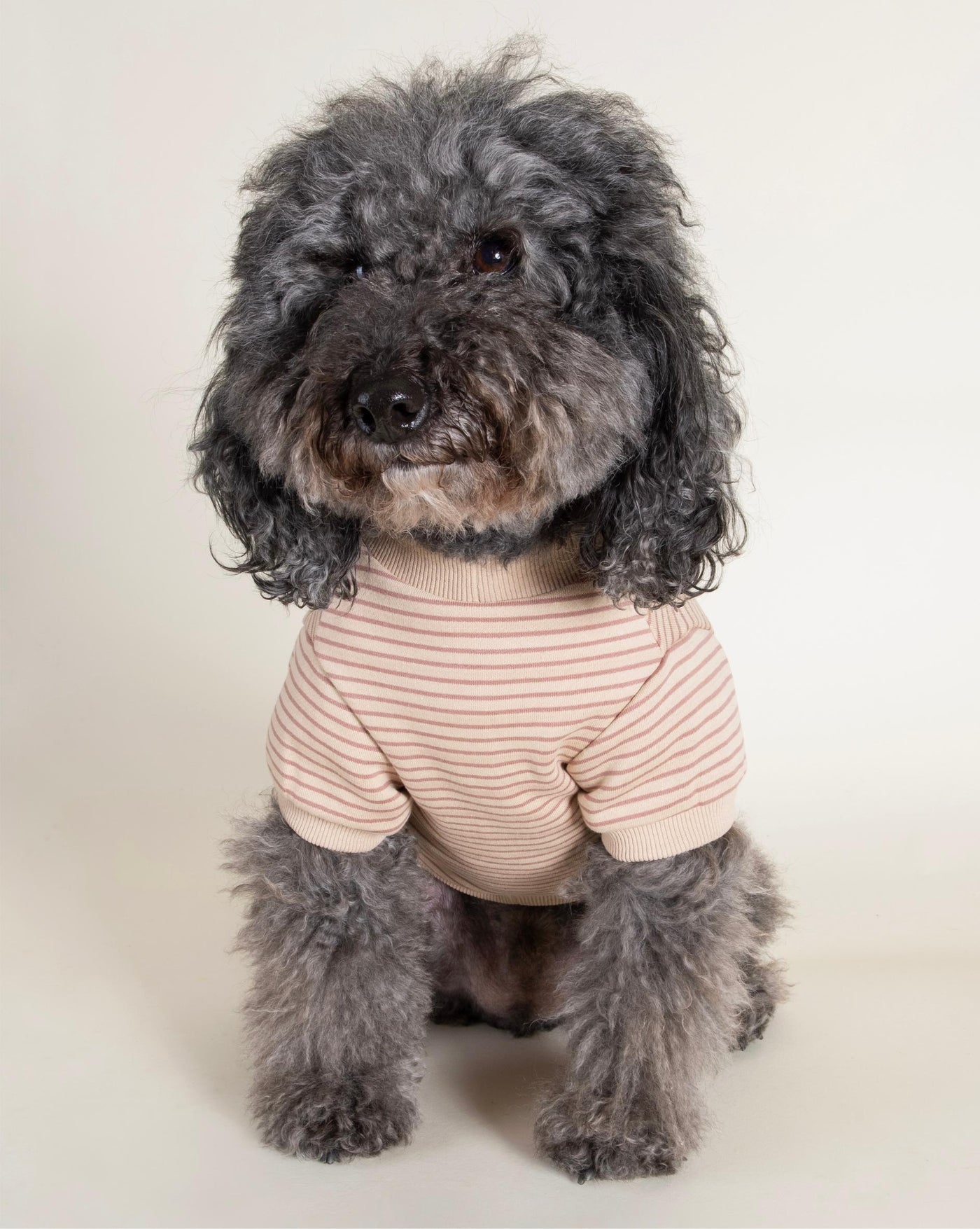 Stylish Pink Striped Dog Sweatshirt for Small Breeds like French Bulldogs, Chihuahuas, and Pomeranians