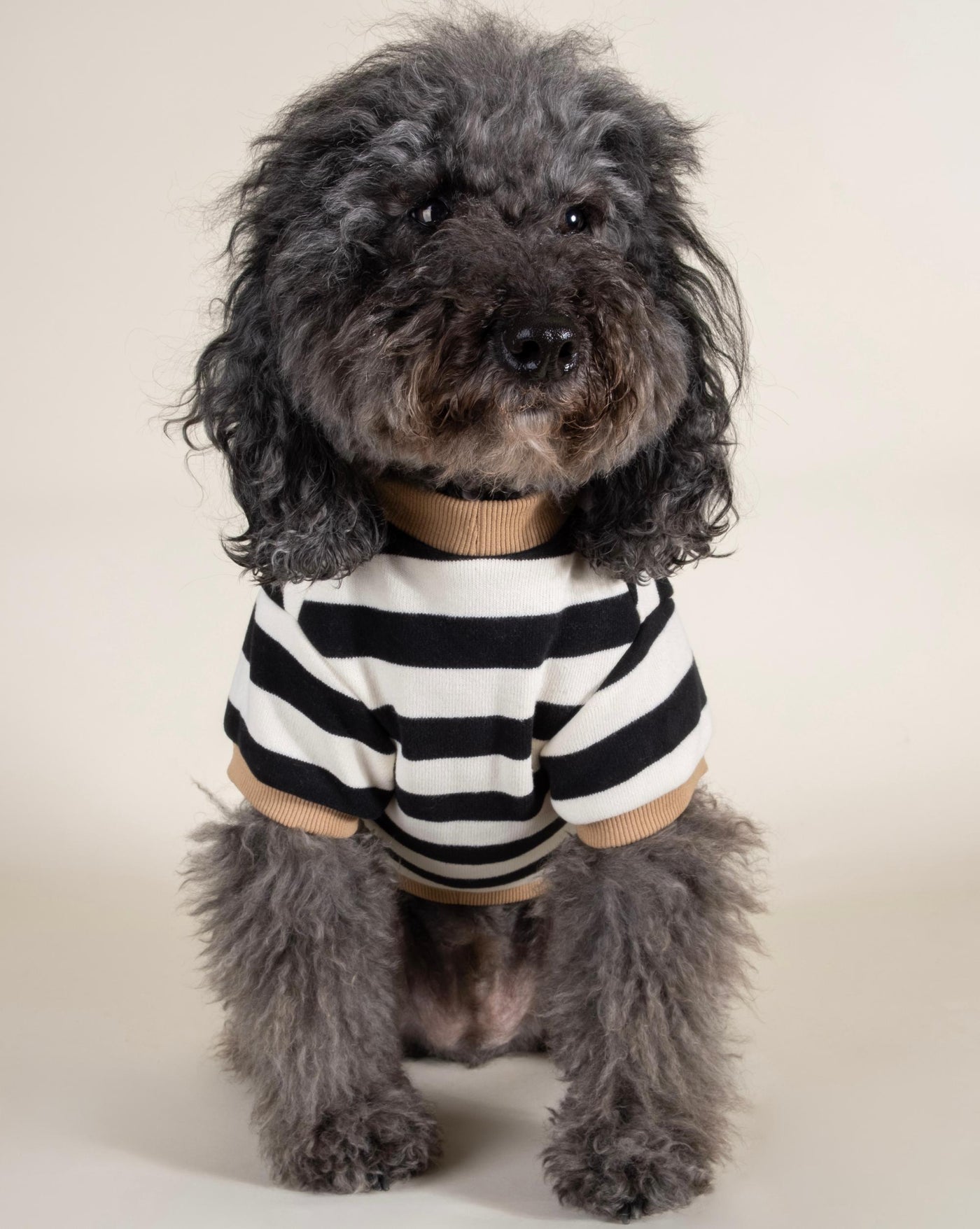 Cooper Striped Sweatshirt for Dogs like Poodles, Maltese, and Pugs, providing cozy comfort and style