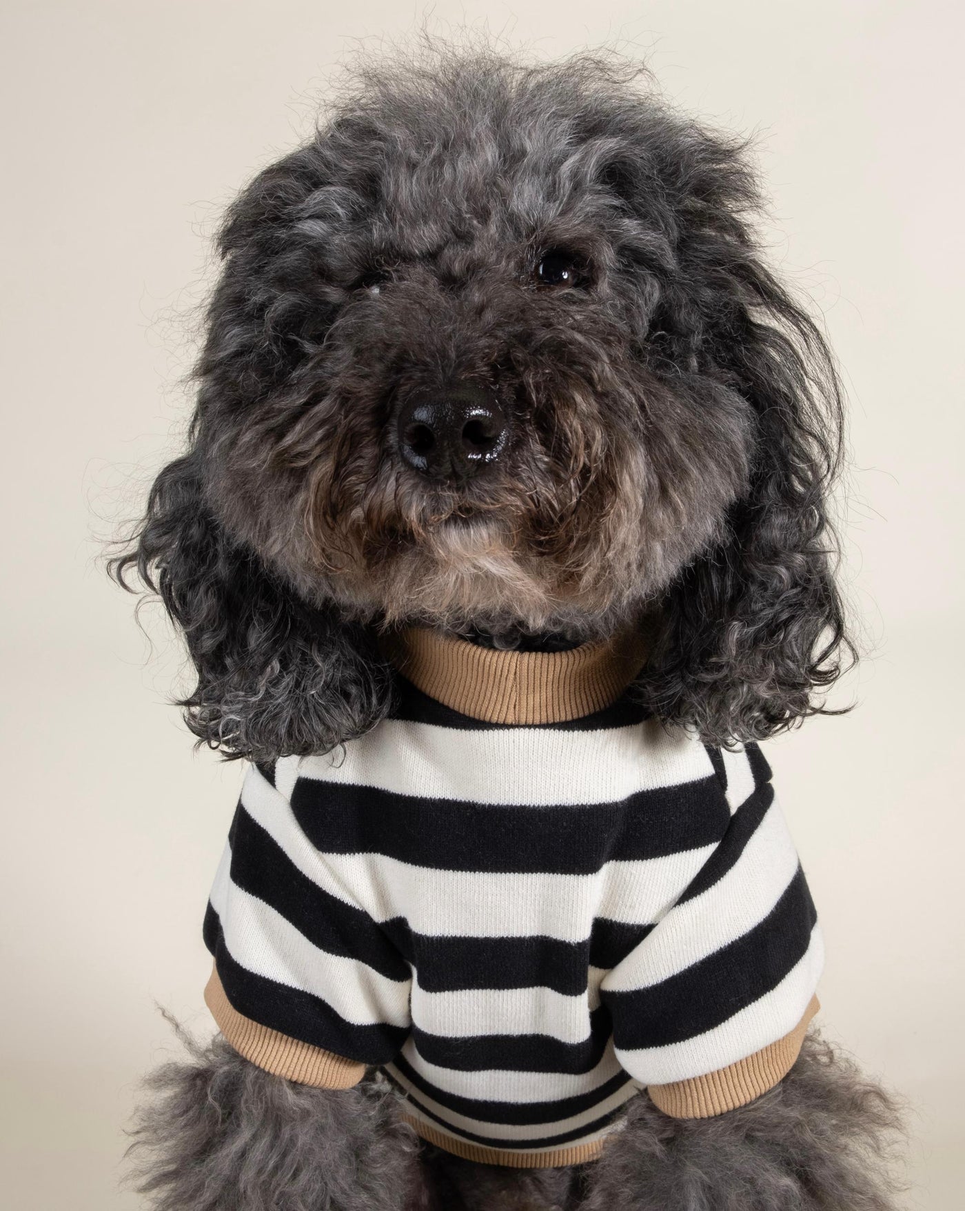 Cooper Striped Dog Sweatshirt for Small and Medium Breeds such as French Bulldogs, Poodles, and Schnauzers