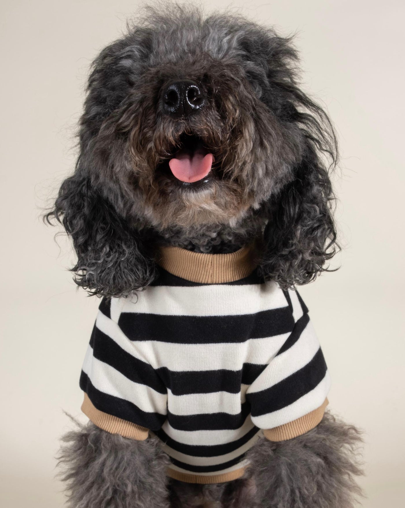 Cooper Black and White Striped Dog Sweatshirt for Small Dogs such as Yorkies, Shih Tzus, and Miniature Schnauzers