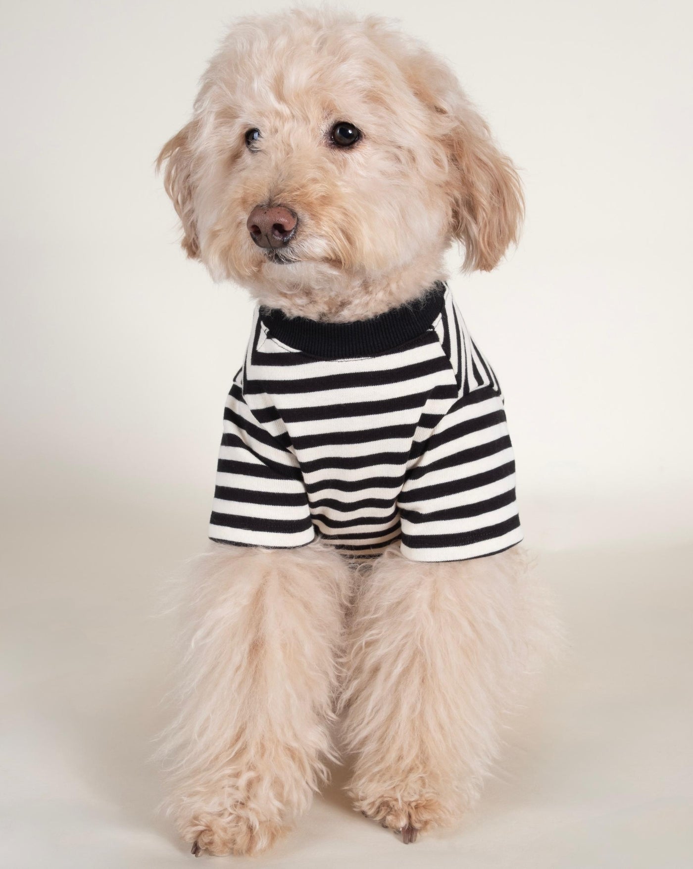 Stylish black and ivory striped t-shirt for dogs, ideal for breeds like Cocker Spaniels and Cavaliers.