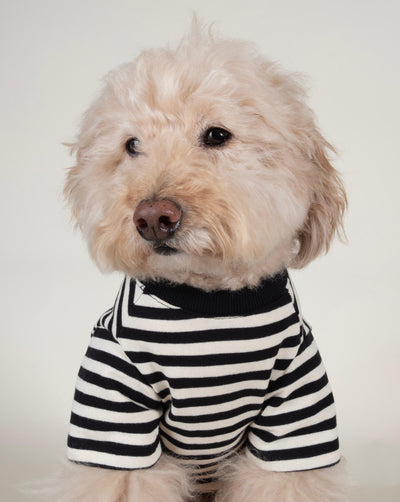 Black and ivory striped dog t-shirt, perfect for small to medium breeds like Chihuahuas and French Bulldogs.