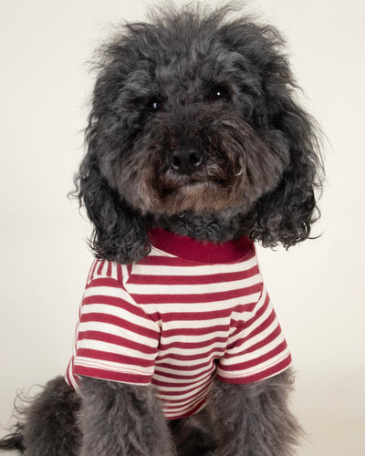 Red and ivory striped dog t-shirt, ideal for breeds like Pugs and Dachshunds.