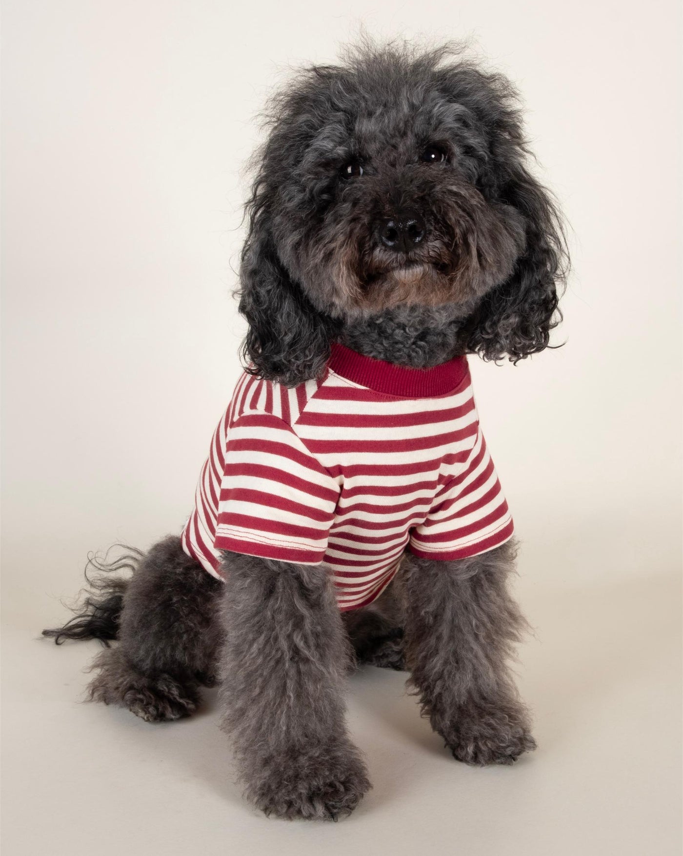 Stylish red and ivory striped tee for dogs, suitable for smaller breeds like Yorkies and French Bulldogs.